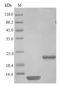 Recombinant Mouse Interleukin-5 Protein (IL5), Active