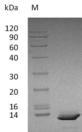 Greater than 95% as determined by SDS-PAGE.Recombinant Human C-X-C Motif Chemokine 10 (CXCL10), Active