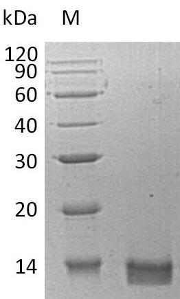 Greater than 95% as determined by SDS-PAGE.Recombinant Human C-X-C Motif Chemokine 14 (CXCL14), Active