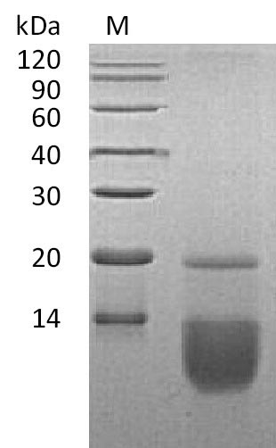 Greater than 95% as determined by SDS-PAGE.Recombinant Human C-C Motif Chemokine 3 (CCL3), Active