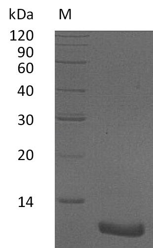Greater than 95% as determined by SDS-PAGE.Recombinant Human C-X-C Motif Chemokine 2 (CXCL2), Active