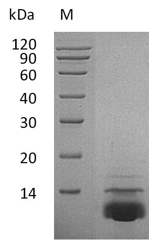 Greater than 95% as determined by SDS-PAGE.Recombinant Human C-X-C Motif Chemokine 5 (CXCL5), Active