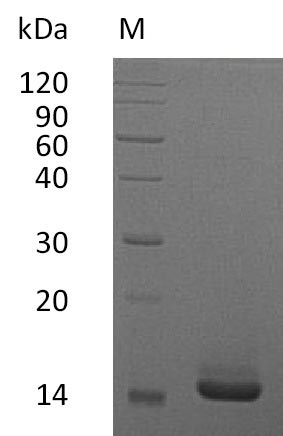 Greater than 95% as determined by SDS-PAGE.Recombinant Human Granulocyte-Macrophage Colony-Stimulating Factor (CSF2), Active