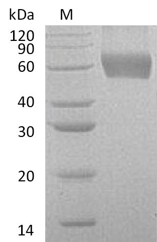 Greater than 95% as determined by SDS-PAGE.