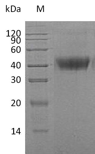Greater than 95% as determined by SDS-PAGE.Recombinant Human Macrophage Colony-Stimulating Factor 1 (CSF1) Protein (His), Active