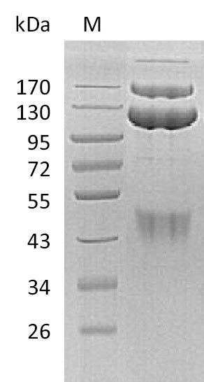 Greater than 95% as determined by SDS-PAGE.Recombinant Human Hepatocyte Growth Factor Receptor (MET) Protein (hFc), Active