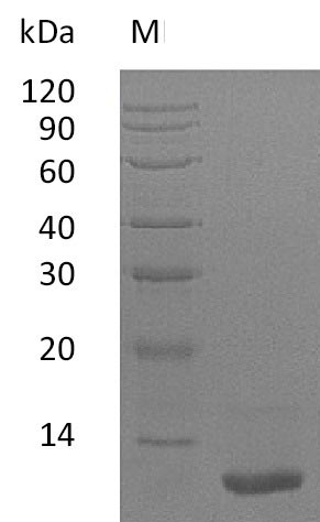 Greater than 95% as determined by SDS-PAGE.Recombinant Human Insulin-Like Growth Factor I (IGF1), Active