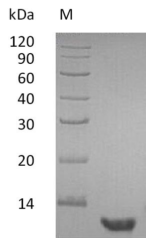 Greater than 95% as determined by SDS-PAGE.