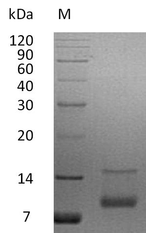 Greater than 95% as determined by SDS-PAGE.Recombinant Human Insulin-Like Growth Factor I (IGF1), Active