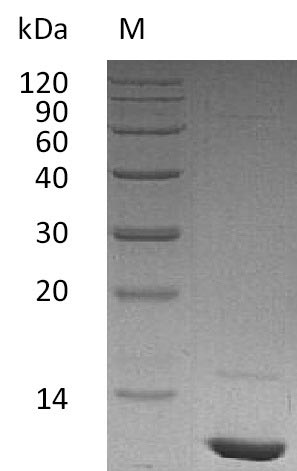 Greater than 95% as determined by SDS-PAGE.Recombinant Human Insulin-Like Growth Factor I (IGF1), Active