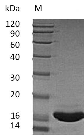 Greater than 95% as determined by SDS-PAGE.Recombinant Human Kit Ligand (KITLG), Active