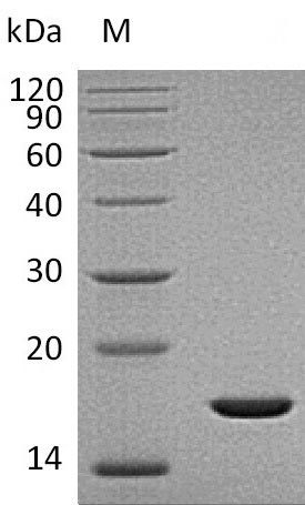 Greater than 95% as determined by SDS-PAGE.