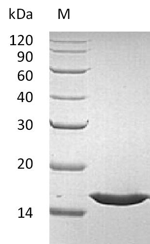 Greater than 95% as determined by SDS-PAGE.