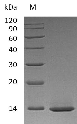 Greater than 95% as determined by SDS-PAGE.Recombinant Human Beta-Nerve Growth Factor (NGF), Active