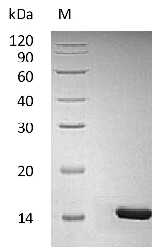 Greater than 95% as determined by SDS-PAGE.Recombinant Human Brain-Derived Neurotrophic Factor (BDNF), Active
