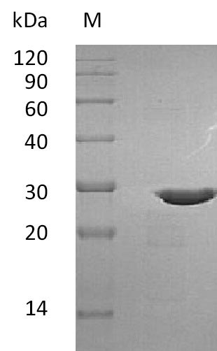 Greater than 95% as determined by SDS-PAGE.Recombinant Human Brain-Derived Neurotrophic Factor (BDNF), Active