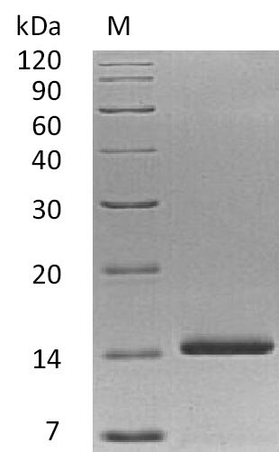 Greater than 95% as determined by SDS-PAGE.Recombinant Human Neurotrophin-3 (NTF3), Active
