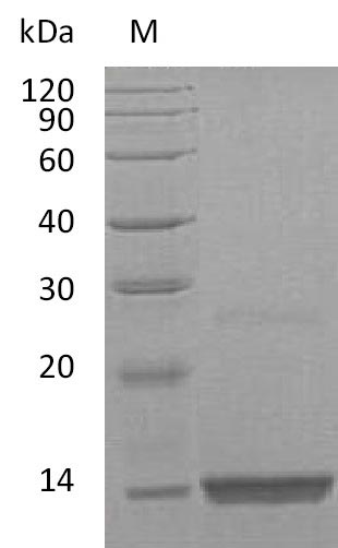 Greater than 95% as determined by SDS-PAGE.Recombinant Human Fibroblast Growth Factor 9 (FGF9), Active