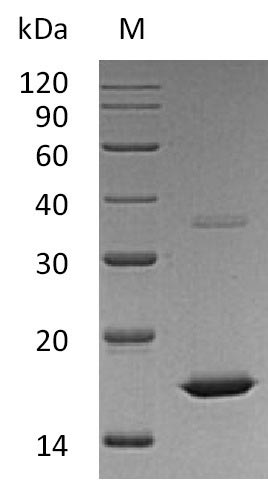 Greater than 95% as determined by SDS-PAGE.