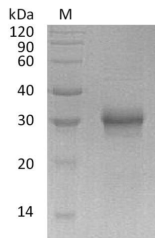 Greater than 95% as determined by SDS-PAGE.