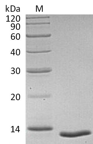 Greater than 95% as determined by SDS-PAGE.Recombinant Human Transforming Growth Factor Beta-1 Proprotein (TGFB1), Active