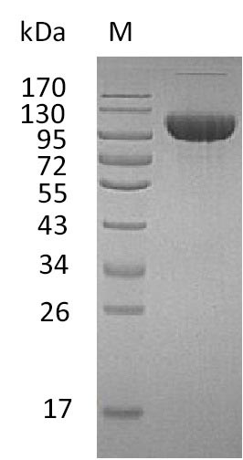 Greater than 95% as determined by SDS-PAGE.Recombinant Human Fibroblast Growth Factor Receptor 3 (FGFR3) Protein (hFc), Active