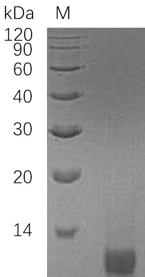 Greater than 95% as determined by SDS-PAGE.Recombinant Human Insulin-Like Growth Factor Ii (IGF2), Active