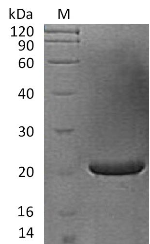 Greater than 95% as determined by SDS-PAGE.Recombinant Human Fibroblast Growth Factor 17 (FGF17), Active