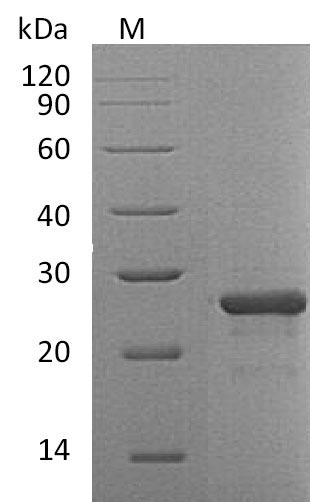 Greater than 95% as determined by SDS-PAGE.Recombinant Human Fibroblast Growth Factor 19 (FGF19) Protein (His), Active