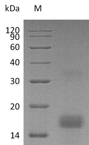 Greater than 90% as determined by SDS-PAGE.Recombinant Human Platelet-Derived Growth Factor Subunit A (PDGFA) Protein (His), Active