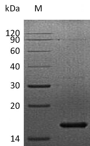 Greater than 95% as determined by SDS-PAGE.Recombinant Human Fibroblast Growth Factor 7 (FGF7), Active