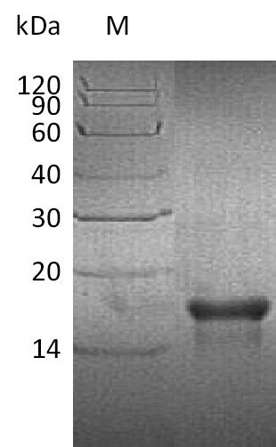 Greater than 90% as determined by SDS-PAGE.Recombinant Human Platelet-Derived Growth Factor Subunit A (PDGFA), Active