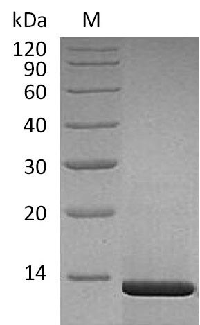 Greater than 95% as determined by SDS-PAGE.Recombinant Human Beta-Nerve Growth Factor (NGF), Active