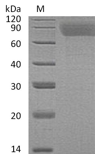 Greater than 95% as determined by SDS-PAGE.Recombinant Human Thrombopoietin (THPO) Protein (His&His), Active