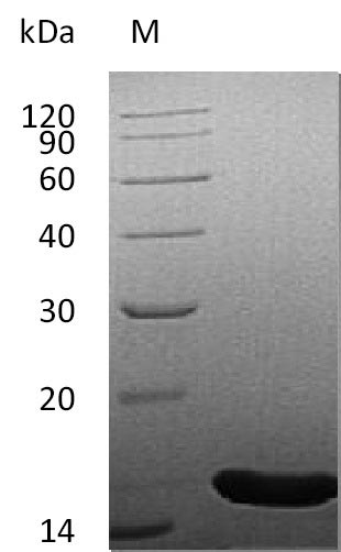 Greater than 95% as determined by SDS-PAGE.Recombinant Human Fibroblast Growth Factor 4 (FGF4), Active