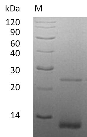 Greater than 95% as determined by SDS-PAGE.Recombinant Human Bone Morphogenetic Protein 2 (BMP2), Active