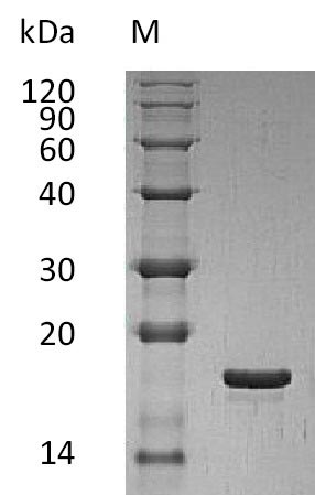 Greater than 95% as determined by SDS-PAGE.Recombinant Human Leukemia Inhibitory Factor (LIF), Active
