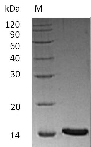 Greater than 95% as determined by SDS-PAGE.Recombinant Human Inhibin Beta A Chain (INHBA), Active