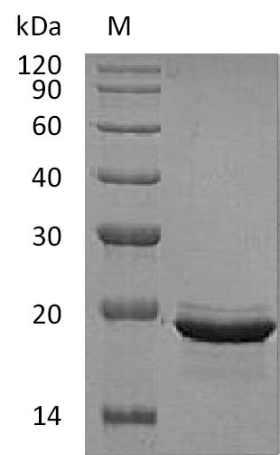 Greater than 95% as determined by SDS-PAGE.