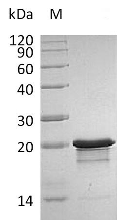 Greater than 95% as determined by SDS-PAGE.Recombinant Human Fibroblast Growth Factor 8 (FGF8), Active