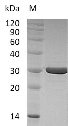 Greater than 95% as determined by SDS-PAGE.