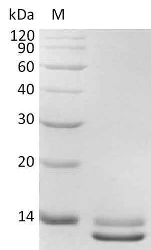 Greater than 95% as determined by SDS-PAGE.Recombinant Human Transforming Growth Factor Beta-3 (TGFB3), Active