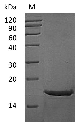Greater than 95% as determined by SDS-PAGE.Recombinant Mouse Fibroblast Growth Factor 2 (FGF2), Active