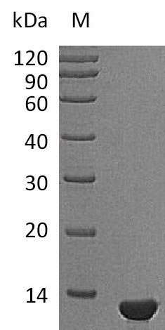 Greater than 95% as determined by SDS-PAGE.Recombinant Mouse Beta-Nerve Growth Factor (NGF), Active