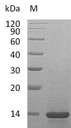 Greater than 95% as determined by SDS-PAGE.Recombinant Mouse Beta-Nerve Growth Factor (NGF), Active