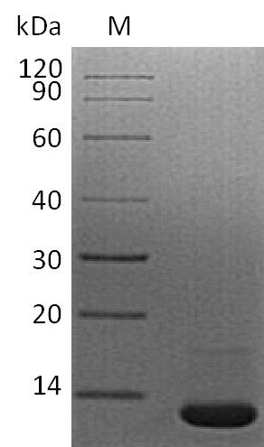 Greater than 95% as determined by SDS-PAGE.Recombinant Mouse Transforming Growth Factor Beta-1 Proprotein (TGFB1), Active