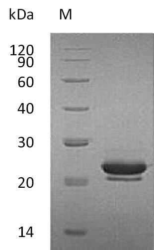 Greater than 95% as determined by SDS-PAGE.