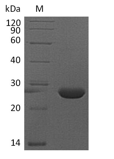 Greater than 95% as determined by SDS-PAGE.Recombinant Mouse Fibroblast Growth Factor 9 (FGF9) Protein (His), Active