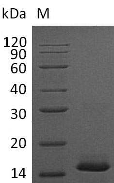 Greater than 95% as determined by SDS-PAGE.Recombinant Mouse Platelet-Derived Growth Factor Subunit B (PDGFB) Protein (His), Active