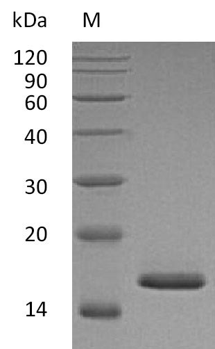 Greater than 95% as determined by SDS-PAGE.